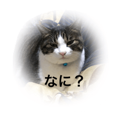 [LINEスタンプ] こたはな