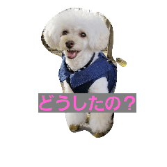 [LINEスタンプ] toypoodle-news