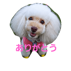 [LINEスタンプ] toypoodle-