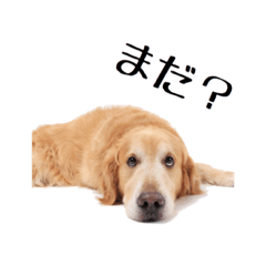 [LINEスタンプ] ゴールデンレトリバーのハーツ君