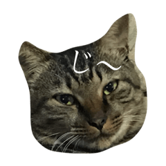 [LINEスタンプ] cat LOVE my home