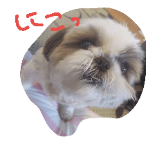[LINEスタンプ] si-zu ma-tyan