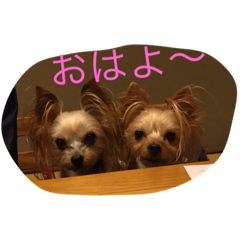 [LINEスタンプ] Yorkie Brother sister purin＆milk