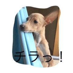[LINEスタンプ] しーたん＆はっきー