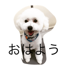 [LINEスタンプ] Chihuahua poodle