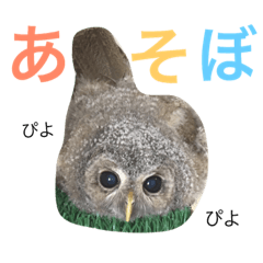 [LINEスタンプ] モリフクロウのもりぃ★日常会話