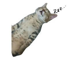 [LINEスタンプ] catcatcatten