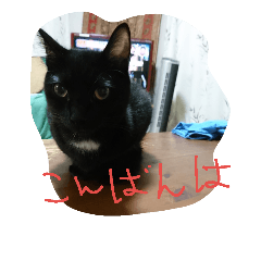 [LINEスタンプ] べっぴんねこメル