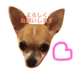 [LINEスタンプ] ピエムの挨拶 その2