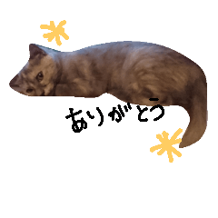 [LINEスタンプ] 可愛い猫(日常編)