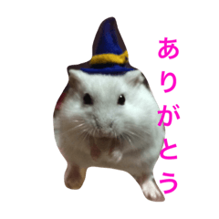 [LINEスタンプ] 日常で使えるハムスター