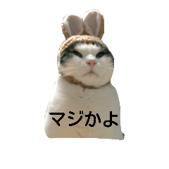 [LINEスタンプ] たまごねこねこ