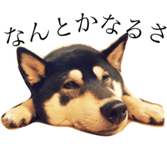 [LINEスタンプ] 黒柴まろちゃん・離れて暮らす家族編1