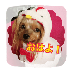 [LINEスタンプ] ヨークシャーテリア りんちゃん