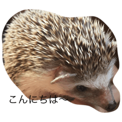[LINEスタンプ] HARITAROU