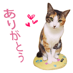 [LINEスタンプ] ジュリアの猫4匹