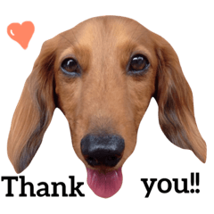 [LINEスタンプ] ミニチュア・ダックスフンド だんく