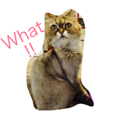 [LINEスタンプ] Two cute big cats