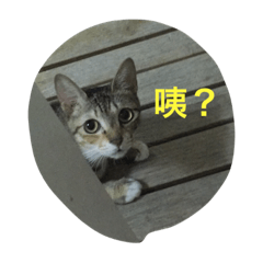 [LINEスタンプ] I am Liu Liu Cat