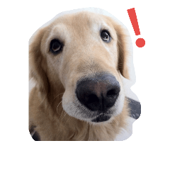[LINEスタンプ] Golden Retriever Pico