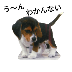 [LINEスタンプ] beagle daily 2