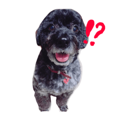 [LINEスタンプ] 愛犬 弁慶 犬