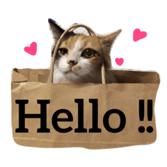 [LINEスタンプ] tora mimi coco 猫ちゃん