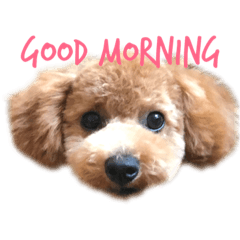 [LINEスタンプ] トイプー もこスタンプ