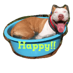 [LINEスタンプ] pitbull GDKENNEL