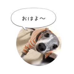 [LINEスタンプ] イタグレ ピーチの癒しスタンプ