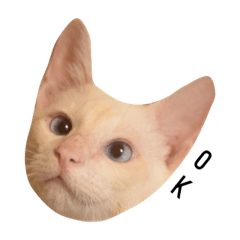 [LINEスタンプ] 保護犬猫