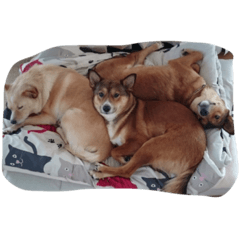 [LINEスタンプ] 愉快なmix犬たち