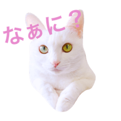 [LINEスタンプ] 白猫兄妹のマシュマロ