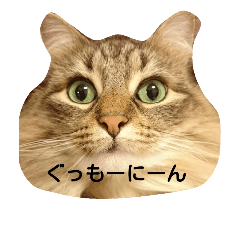 [LINEスタンプ] ノルウェージャンのひとりごと1