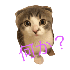 [LINEスタンプ] ラモーン 小町 小鉄