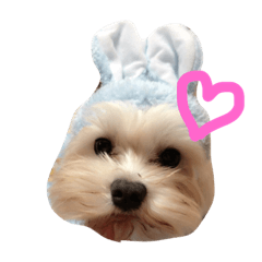[LINEスタンプ] ちろこぶ