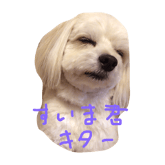 [LINEスタンプ] チワプーむーにーの日常
