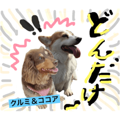 [LINEスタンプ] Cute dogs easy to use stamp