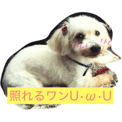 [LINEスタンプ] ゆきなのワンスタンプ