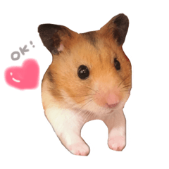 [LINEスタンプ] たいしょう