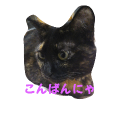 猫のムゥ