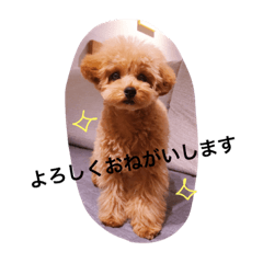 [LINEスタンプ] トイプードルのフラちゃん【日常編】