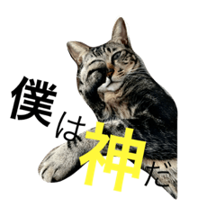 [LINEスタンプ] My cat's is cute