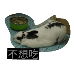 [LINEスタンプ] 12th my dear rabbit