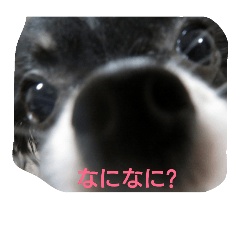 [LINEスタンプ] Chihuahua-no-koochan2