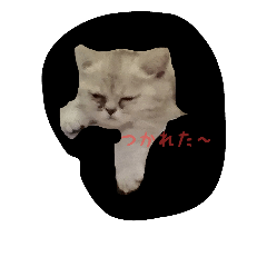 [LINEスタンプ] 子猫の すたんぷ 001