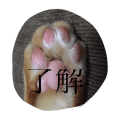 [LINEスタンプ] ニャンコだより