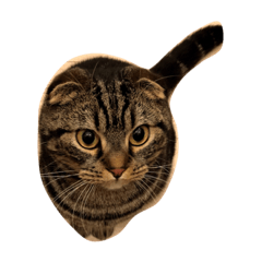 [LINEスタンプ] CATAIR②