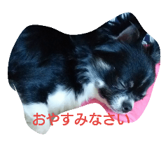 [LINEスタンプ] chihuahua-no-koochan
