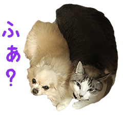 [LINEスタンプ] チワワとヌコの可愛い生活